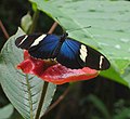 Sara Longwing, Heliconius sara a heliconine nymphalid.