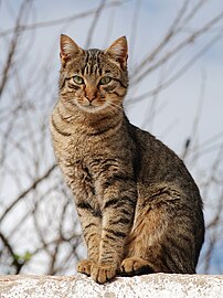 Felis silvestris catus (Cat)