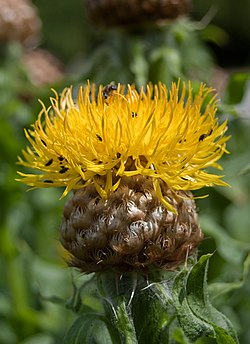 Keltakaunokki (Centaurea macrocephala)