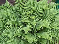 Mannetjesvaren (Dryopteris filix-mas)