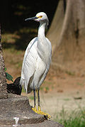 Egretta thula