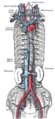 [en→ro]The venæ cavæ and azygos veins, with their tributaries.