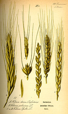 Illustration Triticum spelta0.jpg