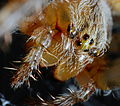 Křižák obecný (Araneus diadematus), samice