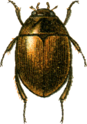 Laccobius cinereus.