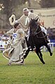 O cabalo Peruano de paso a ritmo de marinera cun vistoso chalán e a súa parella.