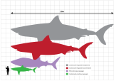 At the top of the picture is a line representing twenty meters. Below this is a gray megalodon silhouette that measures twenty meters, below is a red megalodon silhouette that measures fifteen meters, below is a violet whale shark silhouette that measures ten meters, below is a green great white shark that measures five meters. Standing next to this shark is a black human silhouette that stands two meters.