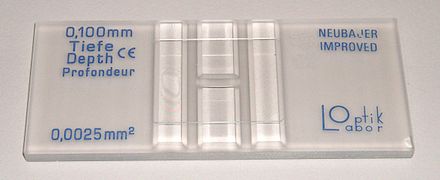 A Neubauer slide for cell counting.