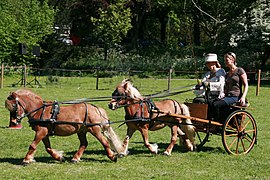 Attelage de deux Shetland alezans en tandem, aux Pays-Bas.