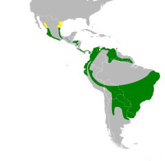      Nidificación      Todo el año