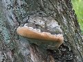 Phellinus pomaceus