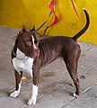 American pitbull terrier: 235 psi (16,8 kg/cm2)