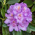 Rhododendron ponticum