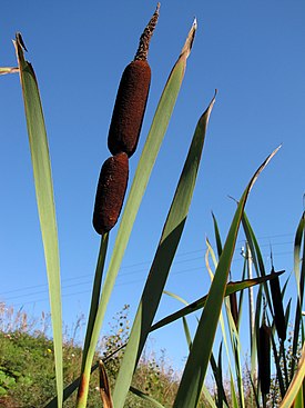 Рогоз широколистный (Typha latifolia)