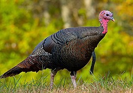 Wilde Amerikoansche kalkoen