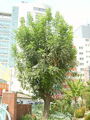 부평동초등학교에 사는 물푸레나무