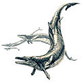 Basilosaurus Um cetáceo Comprimento: 15–18 m