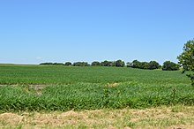 Beaverville Township soybean fields.jpg