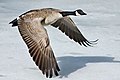 Canada Goose