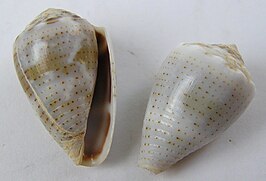 Conus cancellatus