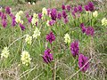 Dactylorhiza sambucina