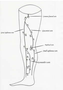 Giacomini vein