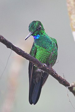 ♂ Heliodoxa jacula