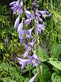 Hosta rectifolia