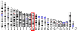 Thumbnail for Parathyroid hormone