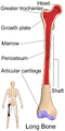 Long bone (femur)