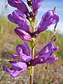 Penstemon cyananthus