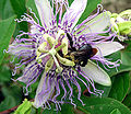 Passiflora incarnata