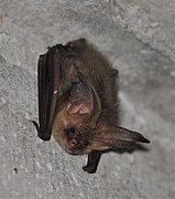 Brown bat