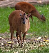 Rode duiker, uit de onderfamilie Cephalophinae