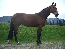 Beierse warmbloed