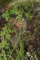 Alaska brome B. rigidus