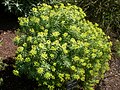 Euphorbia regis-jubae