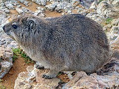 Daman du Cap (Procavia capensis) - Afrique du Sud