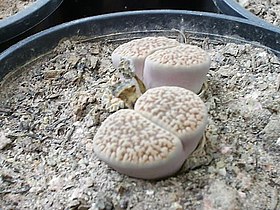 Lithops