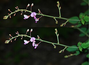 Deiscência de anteras de Galactia regularis.