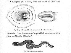 Description de l'image Mordacia mordax.jpg.