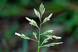 Varpasveifgras (Poa annua)