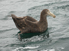 Suda giganta petrelo