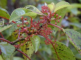 Perrottetia sandwicensis