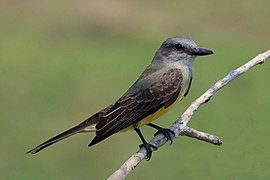 Tropical kingbird (Tyrannus melancholicus)