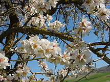 Rozkvetlá mandloň (Prunus amygdalus).