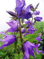 Himalayan bell flower, Campanula latifolia