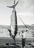 Glassell's black marlin