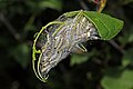 Une colonie de Yponomeuta evonymella.