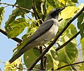 Cattana Wetlands - Cairns, Australia